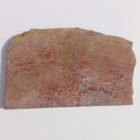 Dinosaur Bone