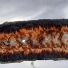 Christmas Tree Plume AKA Picket Plume Agate