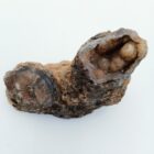 Blue Forest Petrified Wood Rough