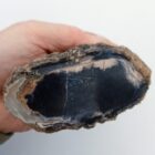 Blue Forest Petrified Wood Rough