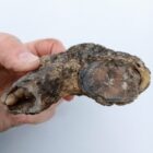Blue Forest Petrified Wood Rough