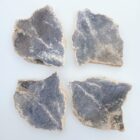 Petrified Palm Wood