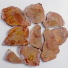 Mustard & Ketchup Jasper