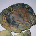 Butterfly Jasper