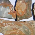 Nevada Picture Jasper