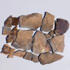 Biggs Jasper