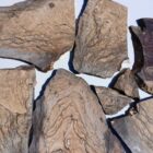 Biggs Jasper