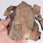 Biggs Jasper
