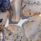 Montana Moss Agate