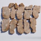 Stromatolite