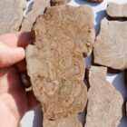 Stromatolite