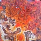 Agua Nueve Moss Agate