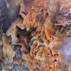 Maury Mountain Moss Agate