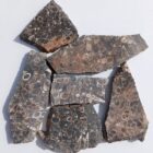 Turritella Agate