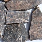 Turritella Agate