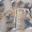 Graveyard Point Plume Agate