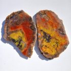 Mustard and Ketchup Jasper
