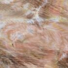 Silver Creek Junction Opalized Petrified Wood