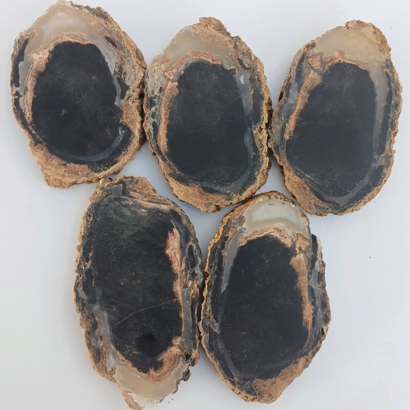 Blue Forest Petrified Wood Blue Forest Petrified Wood