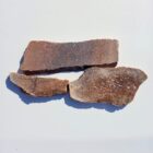 Dinosaur Bone