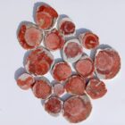 Red Horn Coral
