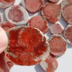 Red Horn Coral