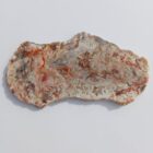 Coprolite