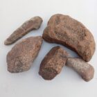 Dinosaur Bone