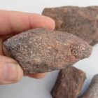 Dinosaur Bone