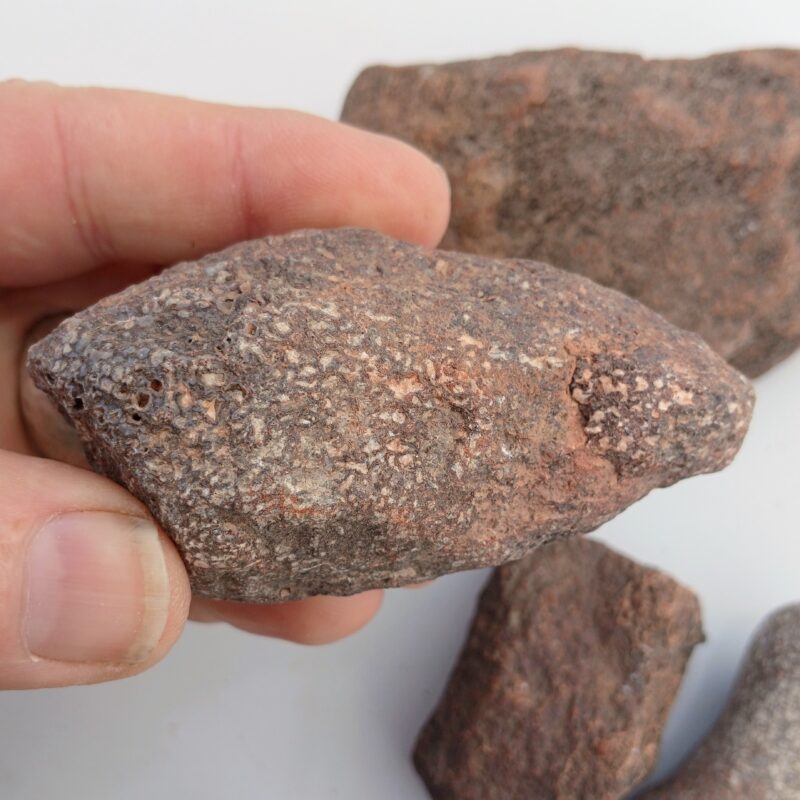 Dinosaur Bone