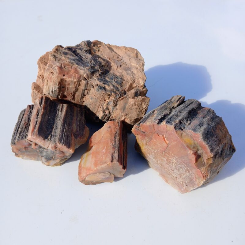 Petrified Wood Petrified Wood