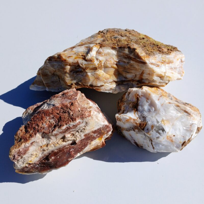 Silver Creek Junction Opalized Petrified Wood Silver Creek Junction Opalized Petrified Wood