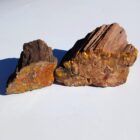 Petrified Wood from DoBell Ranch