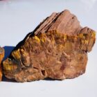 Petrified Wood from DoBell Ranch