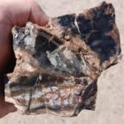 Petrified Wood with Opal