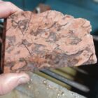 Kona Dolomite With Stromatolites