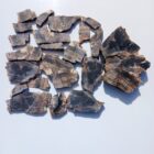 Petrified Wood with Opal